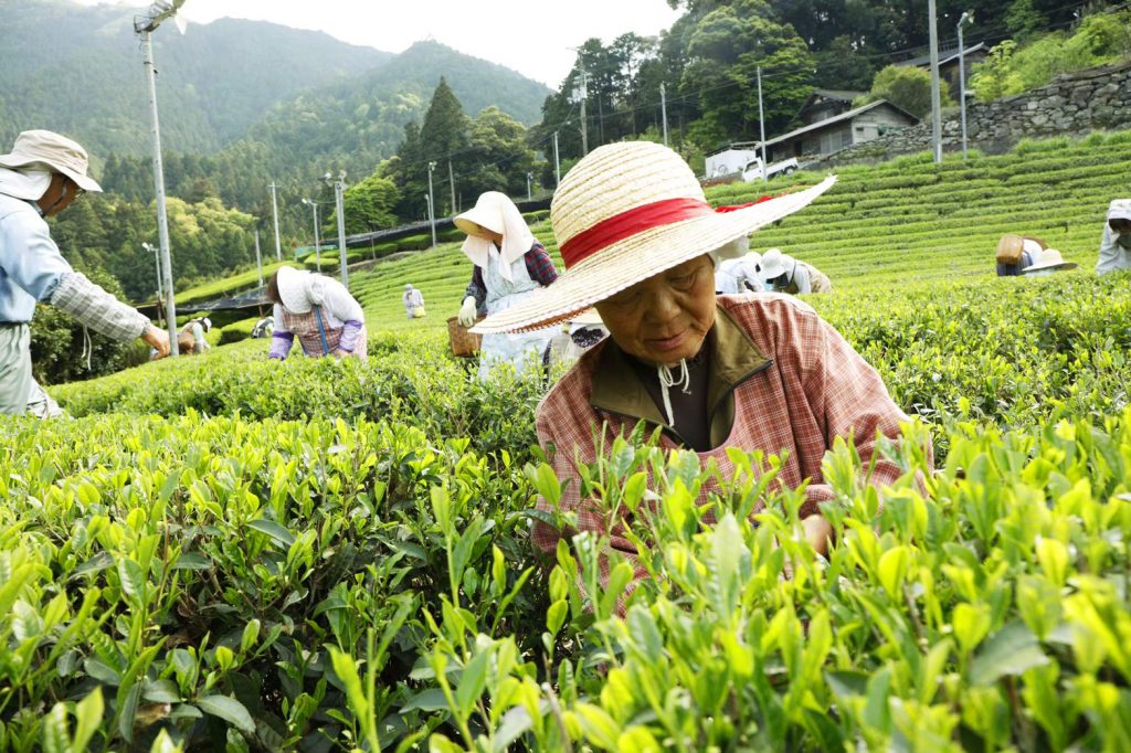 製茶